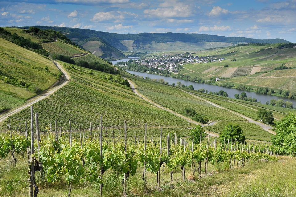Vineyards on gently sloping hills beside a meandering river, with a small village nestled in the valley under a partly cloudy sky